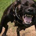 Close-up of growling black dog