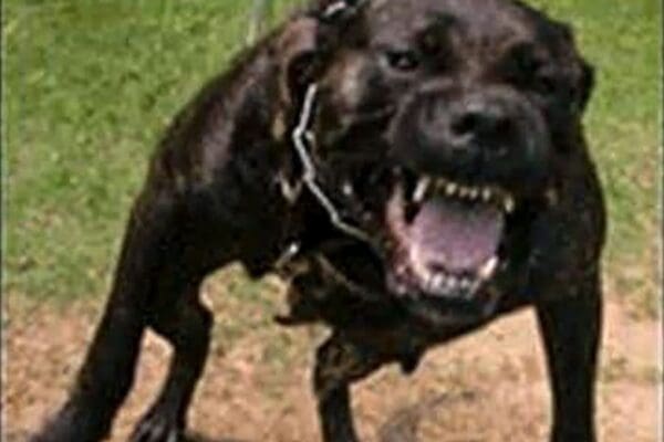 Close-up of growling black dog